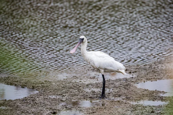 Black-faced Spoonbill standing in water