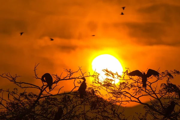 Silhouette Of Great Cormorant and Tree with Sunrise - color tone tuned