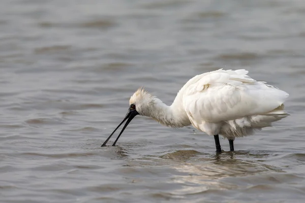 Black-faced Spoonbill looking for food in water