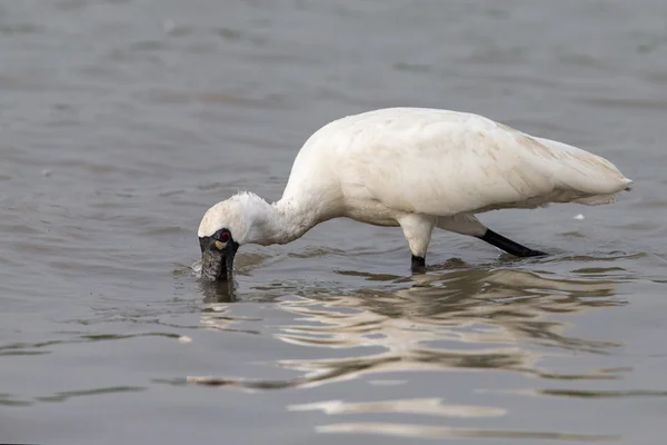 Black-faced Spoonbill looking for food in water