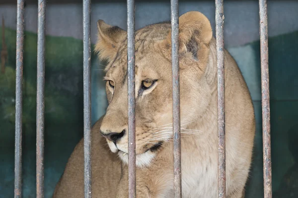 Lioness behind bars in a zoo cage