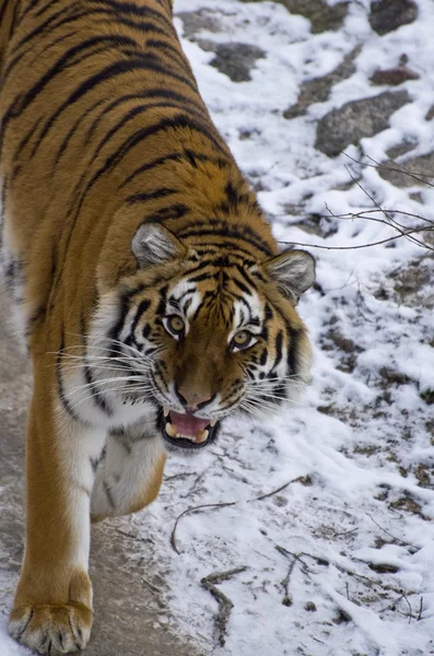 Portrait of angry tiger