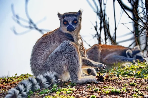 Lemur sitting on ground
