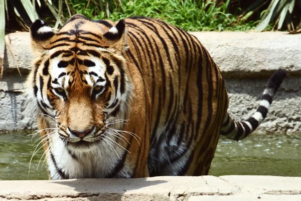 A tiger laying on a rock in zoo
