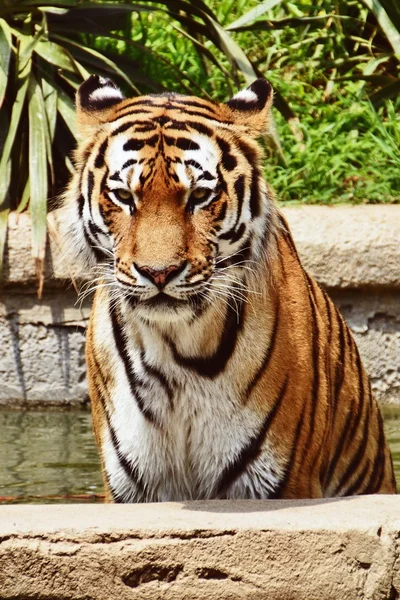 A tiger laying on a rock in zoo