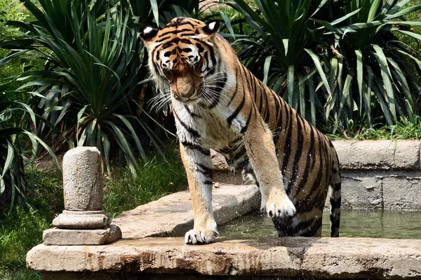 A tiger laying on a rock in zoo