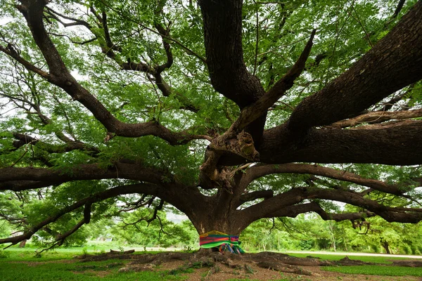 Giant Tree; Thailand