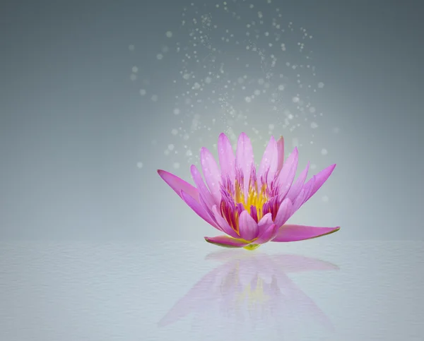 Abstract magic beautiful pink lotus (water lily)
