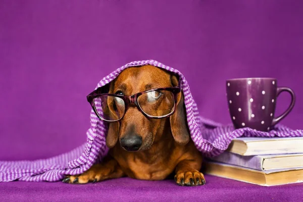 Dachshund dog in glasses with tea and books