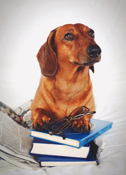 Dachshund dog with glasses and books