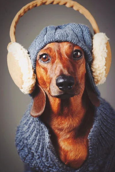 Dachshund dog in hat, sweater and earmuffs