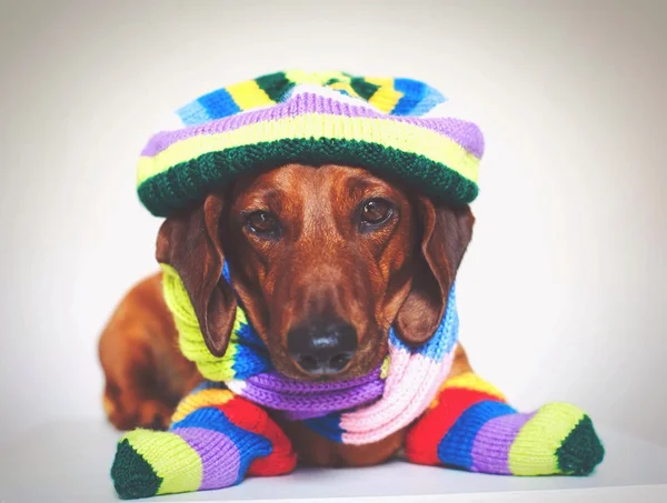 Dachshund dog in hat and scarf
