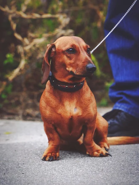 Dachshund dog with leash