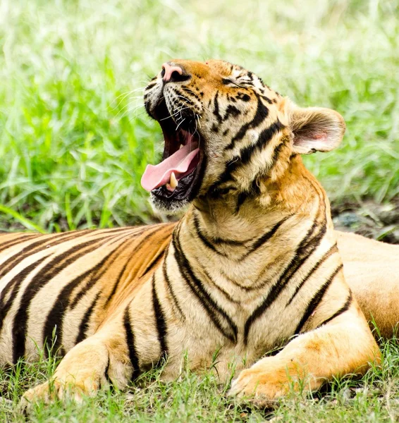 Yawning tiger lying on grass