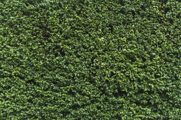 Green shrubbery wall.
