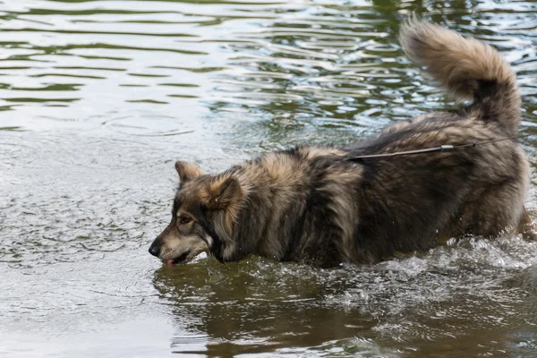 Pet dog drinking from river