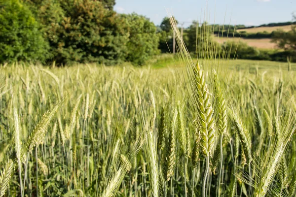 Barley field