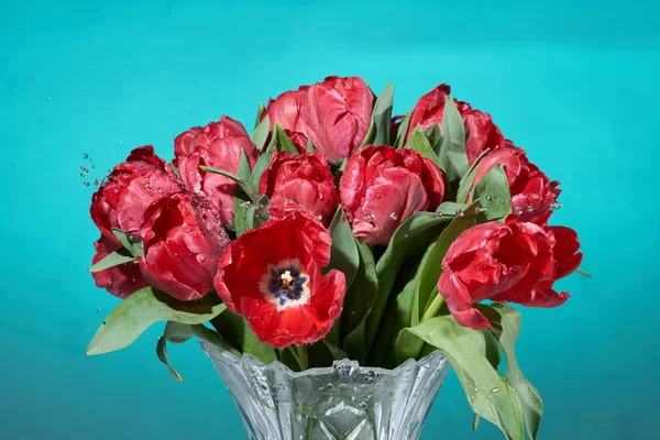 Close up of bouquet of red tulips with water splashes in vase.