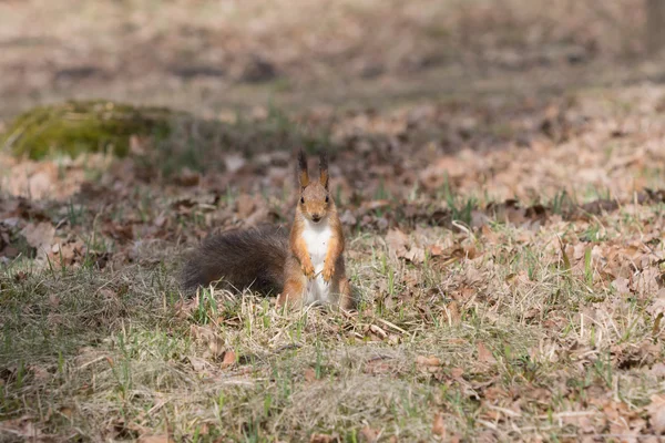 Curious red squirell stands on paws and looks streight.