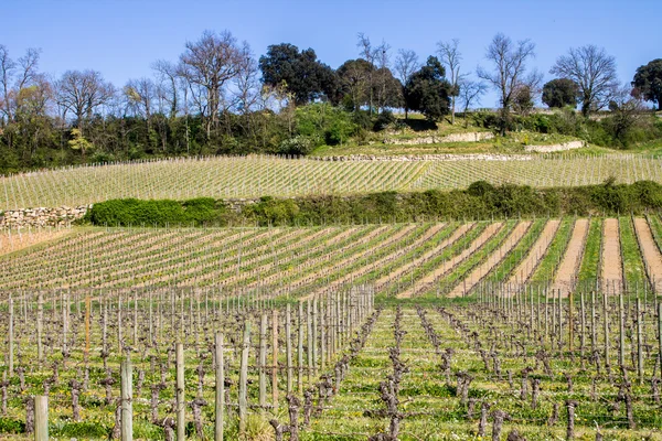 Vineyards in Saint Emilion, Bordeaux, France