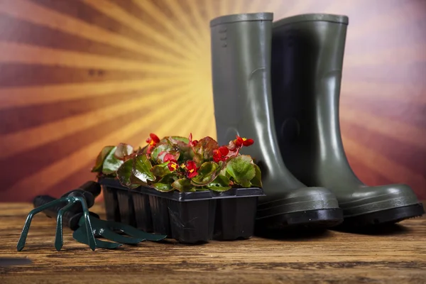 Garden boots with tool, plant