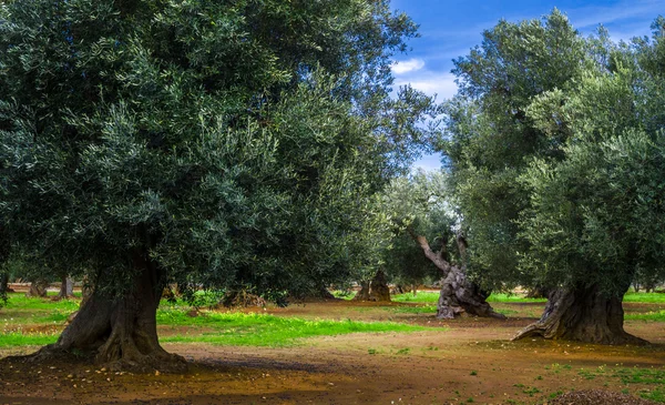 Olive trees in Puglia, South Italy