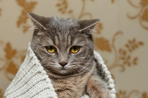 The Scotch Grey Cute Cat is Sitting in the Knitted White Sweater.Beautiful funny Look.Animal Fauna,Interesting Pet.