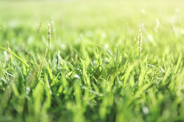 Bright Green grass background texture