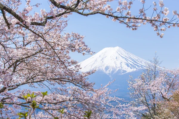 Cherry blossoms or Sakura and Mountain Fuji in spring season