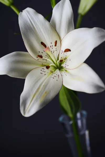 Close up of a beautiful single white lily isolated on a gray background