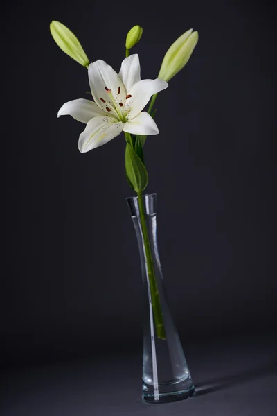 Close up of a beautiful single white lily isolated on a gray background