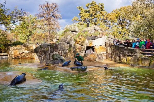 Fur seals feeding show at the Berlin Zoo (Zoological garden), Germany