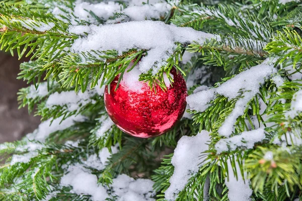 Red Christmas ball on fir branch