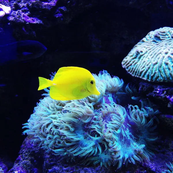 Yellow fish in the aquarium