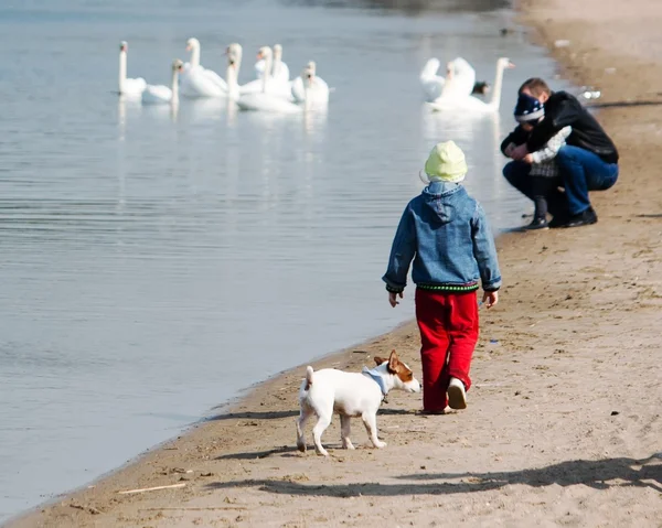 People on shore of lake and swans in lake