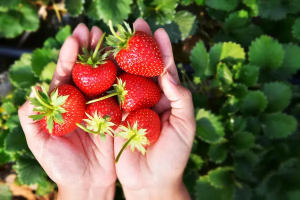 Fresh strawberries in hand