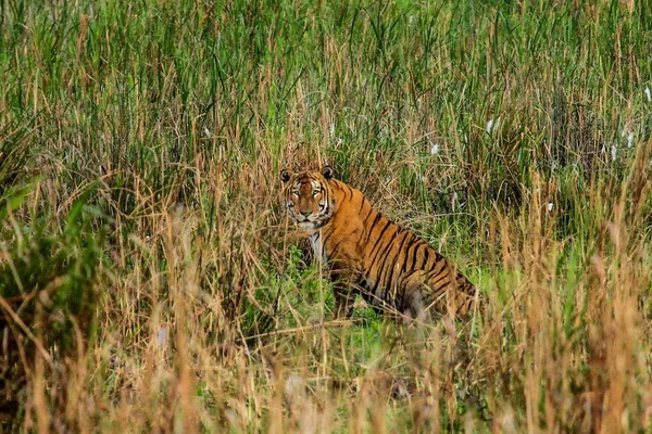 Tiger sitting in green grass