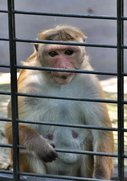 Monkey behind bars