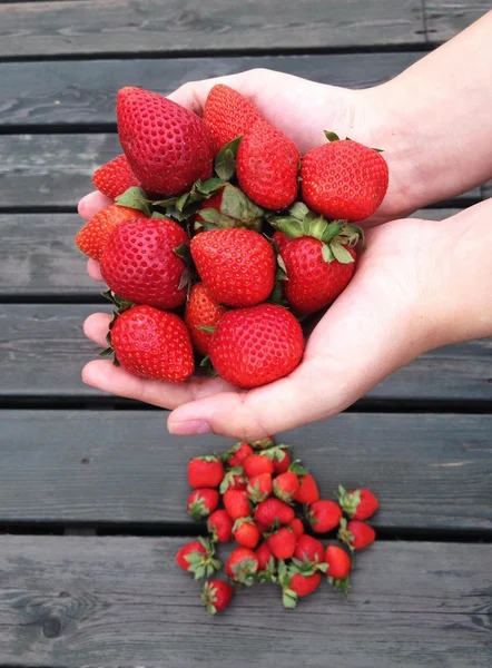 Fresh strawberries in hands