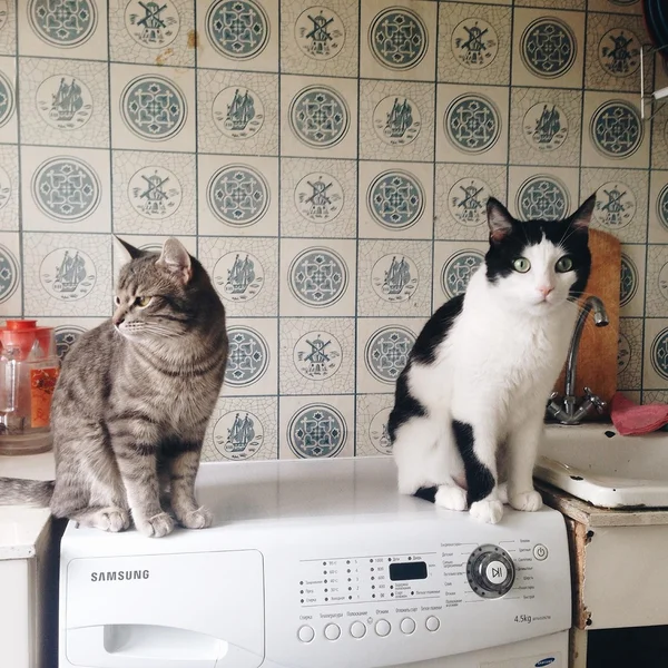 Two cats on washing machine