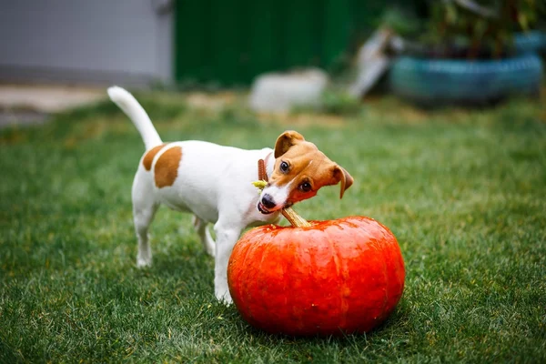 Cute puppy eating pumpkin