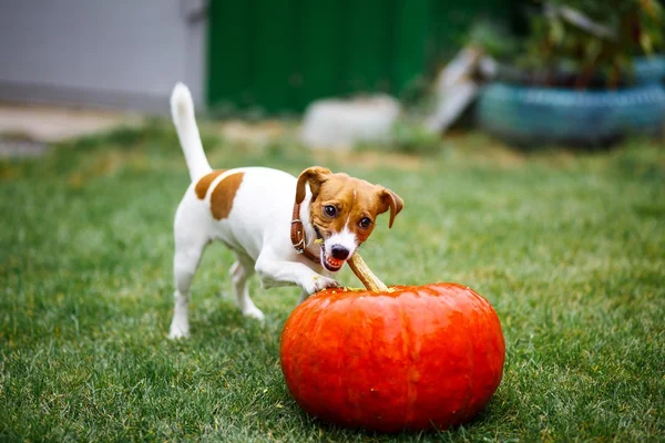 Cute puppy eating pumpkin