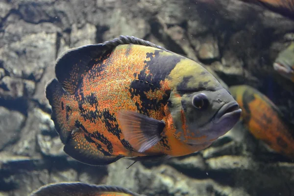 Exotic orange fish