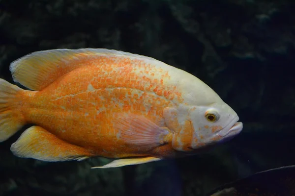 Exotic orange fish