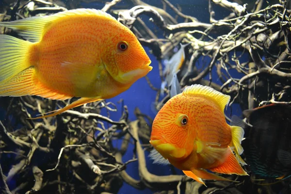 Orange fish in aquarium