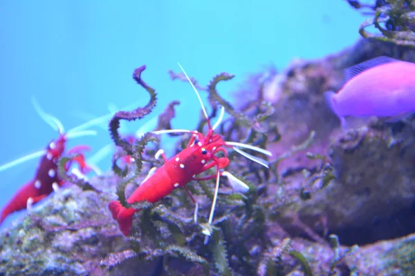 Red cherry shrimp