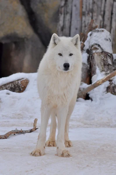 White wolf in zoo