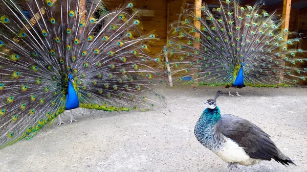 Peacocks with feathers out