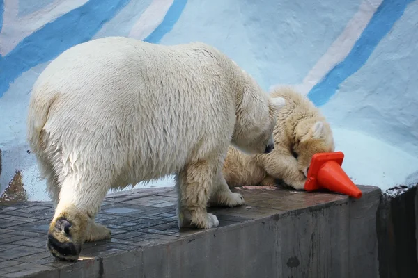 Polar bears in zoo