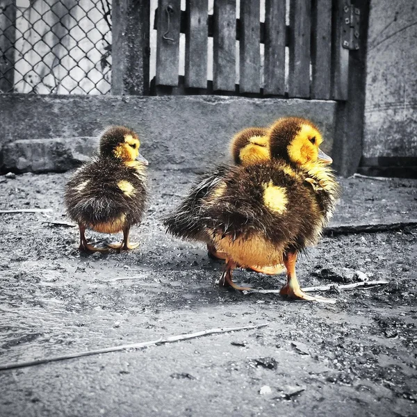 Cute ducklings in the yard
